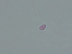 Gerronema subclavatum