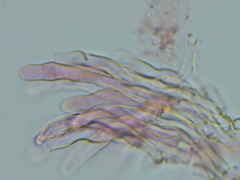 Gerronema subclavatum