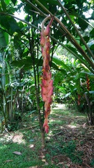 Heliconia regalis
