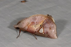 Pterogonia cardinalis