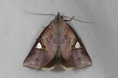 Pterogonia cardinalis