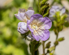 Phacelia grandiflora