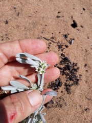 Centella tridentata litoralis
