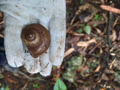 Cyclophorus ateribalteiformis