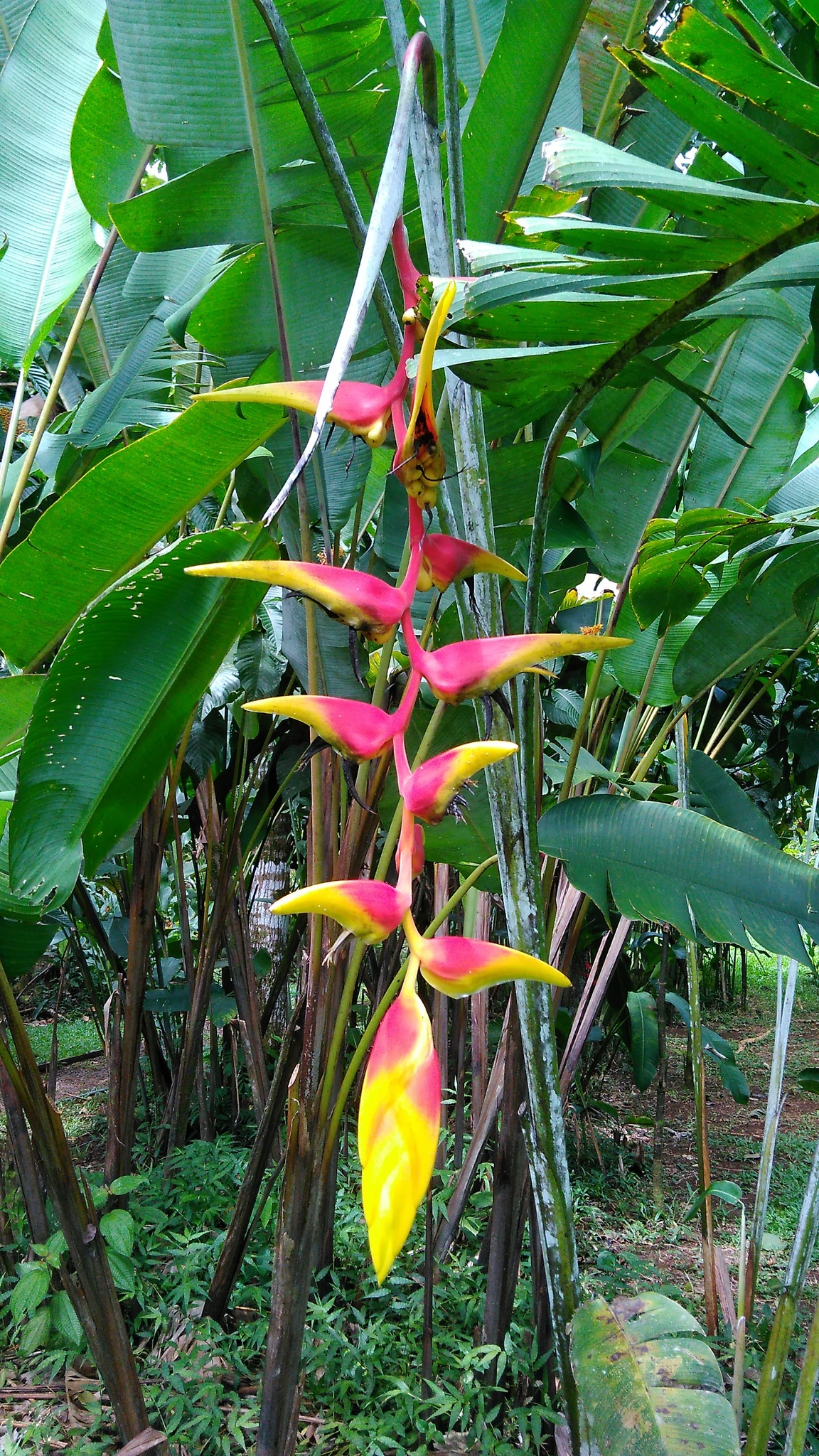 Heliconia platystachys