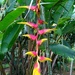 Heliconia platystachys - Photo (c) Marco Acuña, some rights reserved (CC BY-NC), uploaded by Marco Acuña