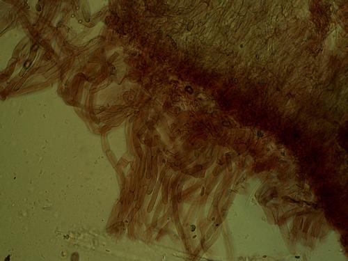 Entoloma philocistus image