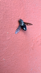 Tabanus trimaculatus