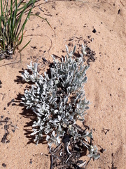 Centella tridentata litoralis