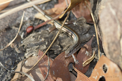 Ctenotus vertebralis