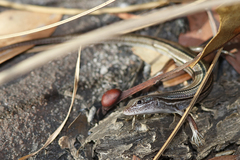 Ctenotus vertebralis