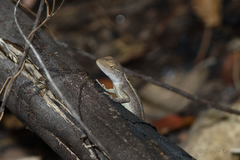 Diporiphora bilineata