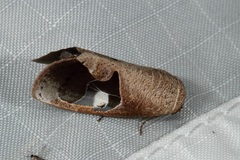 Westermannia albiorbis