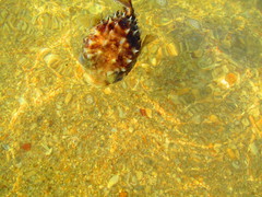 Cyclichthys spilostylus