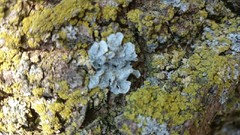 Punctelia subrudecta