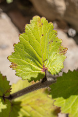 Phacelia grandiflora