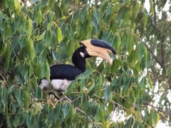 Anthracoceros coronatus