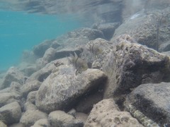 Sphaeramia orbicularis