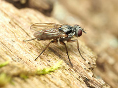 Eustalomyia vittipes