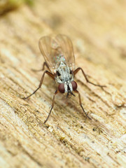 Eustalomyia vittipes