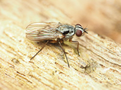 Eustalomyia vittipes