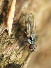 Eustalomyia vittipes