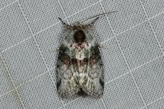 Stenoloba nigrabasalis