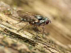 Eustalomyia vittipes