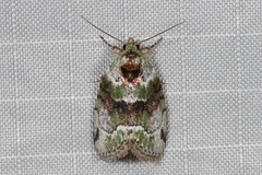 Stenoloba nigrabasalis