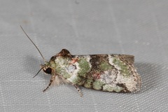 Stenoloba nigrabasalis