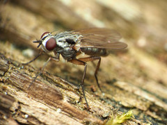 Eustalomyia vittipes