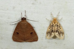 Medama megerata