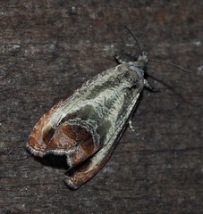 Olethreutes hamameliana
