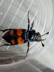 Nicrophorus defodiens