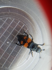 Nicrophorus defodiens