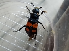 Nicrophorus defodiens