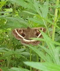 Metopta rectifasciata