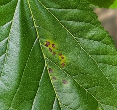 Neophloeospora maculans