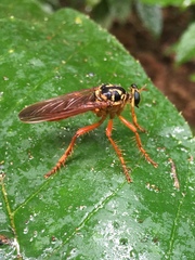Smeryngolaphria