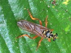 Smeryngolaphria