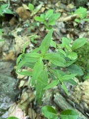 Melampyrum lineare