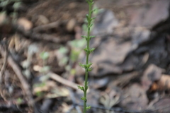Piperia
