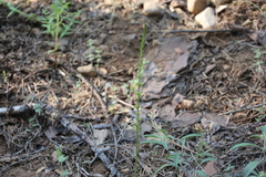 Piperia
