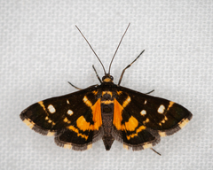 Diathrausta ochreipennis
