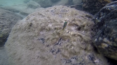 Canthigaster janthinoptera