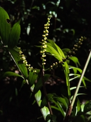 Dypsis concinna
