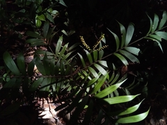 Dypsis concinna