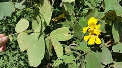 Markhamia obtusifolia