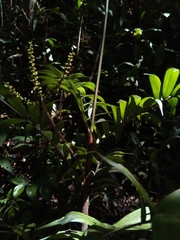 Dypsis concinna