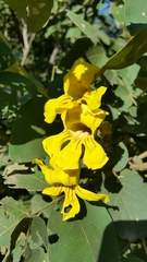 Markhamia obtusifolia